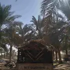 سعف نخيل أخضر جديد للعرايش والمظلات والمظلات