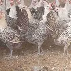 دجاج وبط وحبش
