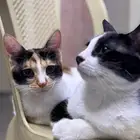 قطط للتبني متربيات بالمنزل منذ الولادة