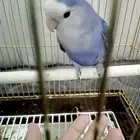 عرض انثى روز لنق فذر حجم جامبو