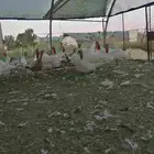للبيع رومي العدد 15 أنثى بياض جروم 3 ذكور جروم