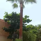 تكريب الواشنطونيا والنخيل وتنسيق الحدائق وقطع اشجار