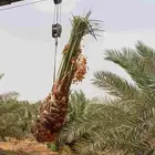 نخيل للبيع لتواصل جوال