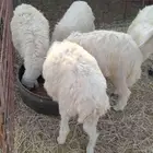 بهم حري