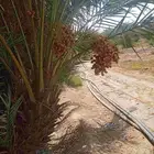 نخيل