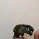 كنيور اليف للبيع