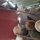 حمام قلابي للبيع منتج 18 جوز