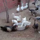 بط بكيني