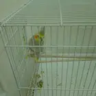 الحيوان أليف خارجي لطيف وجميل واليف