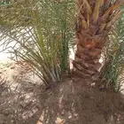 يتوفر لدينا جميع انواع أنخيل العربي