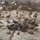 يوجد صوص دجاج بلدي عمر شهر حمام بلدي بط التواصل من خلال الوت