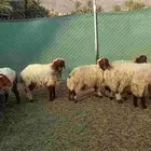بسم الله وماشاءالله عندي خرفان نعيمي ورخل نعمي الموقع رجلا
