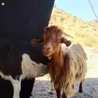 جدي مخصي ببيع