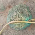 نخلتين مواكيل ثلاجه فيها قشره شوي