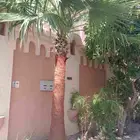 تكريب نخيل وواشنطونيا وتجهيز احواض زراعية وقطع اشجار