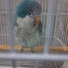 كويكر الراهب ذكر تم التحليل بشهاده (  تم البيع  )