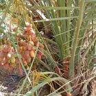 النخل للبيع وشاري يسوم جمله وتفرد حتا واحده