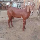 مشروع فحل مطور اجم