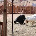 ضأنه نجديه