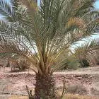 ابو عزام التوريد النخيل العربي نقايل نخيل فاخره