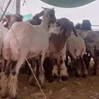 قصاص غنم مكينة