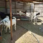 النوع تيوس بيشي العدد 10 روس فيها 4 جفار