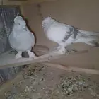 حمام تركي ثلجي للبيع
