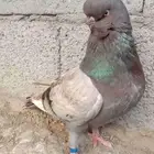 حمام لونق فيس