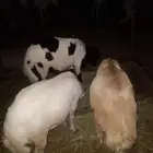 خرفان بلدي