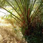 نخل مثمر صقعي اخلاص مجدول سكري عجوه برني روثان خضري