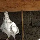 زاجل سباق