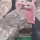 دجاج رومي زكور واناث