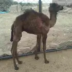 حاشي ضيار قعود مشروط