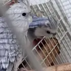 زوج كروان هولندي منتج مرتين