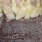صوص بط بكيني 15 جوز عمر 5ايام