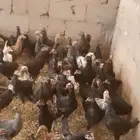 دجاج بلدى والمنيوم وفيومي أعمارهم خمس شهور