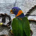 للبيع لوري اليف