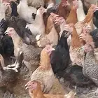 دجاج بياض اعمار 8و9شهور بياض شرط