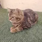 pet cat