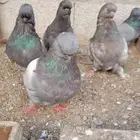 حمام لونق فيس