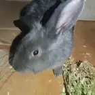 البيع ارنب ذكر