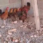 دجاج لبيع اعماره 3 شهور اربع دجاج وثلاث ديكه اصحه شرط