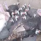 دجاج حبش بياض شرط
