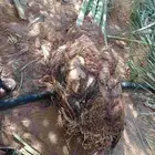 يوجد الدينا انواع نخيل