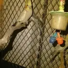 ازواج كروان منتج شرط وطبه