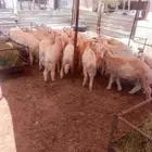 السلام عليكم ورحمه الله وبركاته طليان حريه من 1700