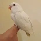 روز أليف جدا مع الأطفال والكبار بداية فطام وهدد 250 ريال