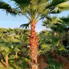 نخل واشنطني نخيل زينه واشنطونيا نخل مثمر نقايل