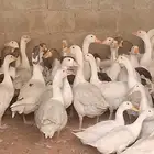 وز بلدي نظيف جدا زبح وتربيه
