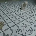 قطع للبيع السعر 200